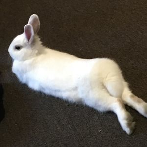 Meet your Posher, Benjamin